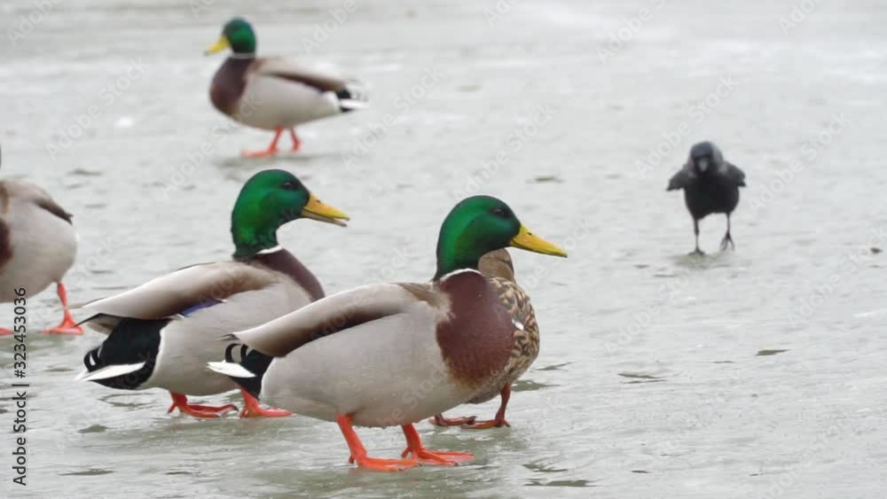 Ducks on winter ice river. Winter river ice snow ducks. Ducks on frozen river. feeding the ducks Ducks on winter ice river. Winter river ice snow ducks. Ducks on frozen river. feeding the ducks