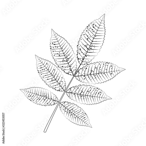 Outlined ash leaf, sketch for coloring.