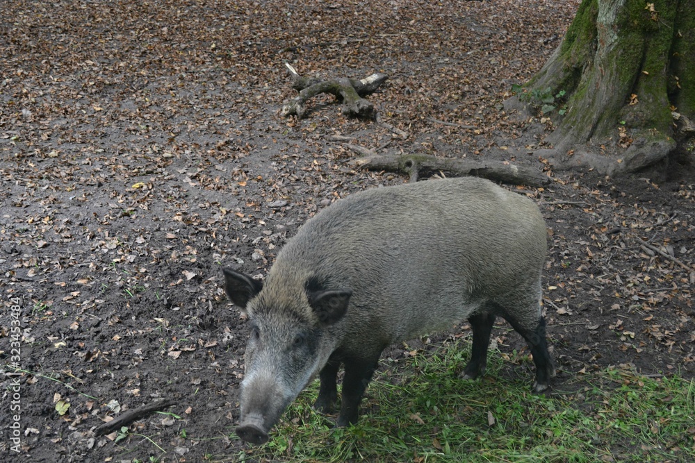 Dzik, białowieża, Polska