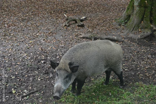 Obraz Dzik, białowieża, Polska