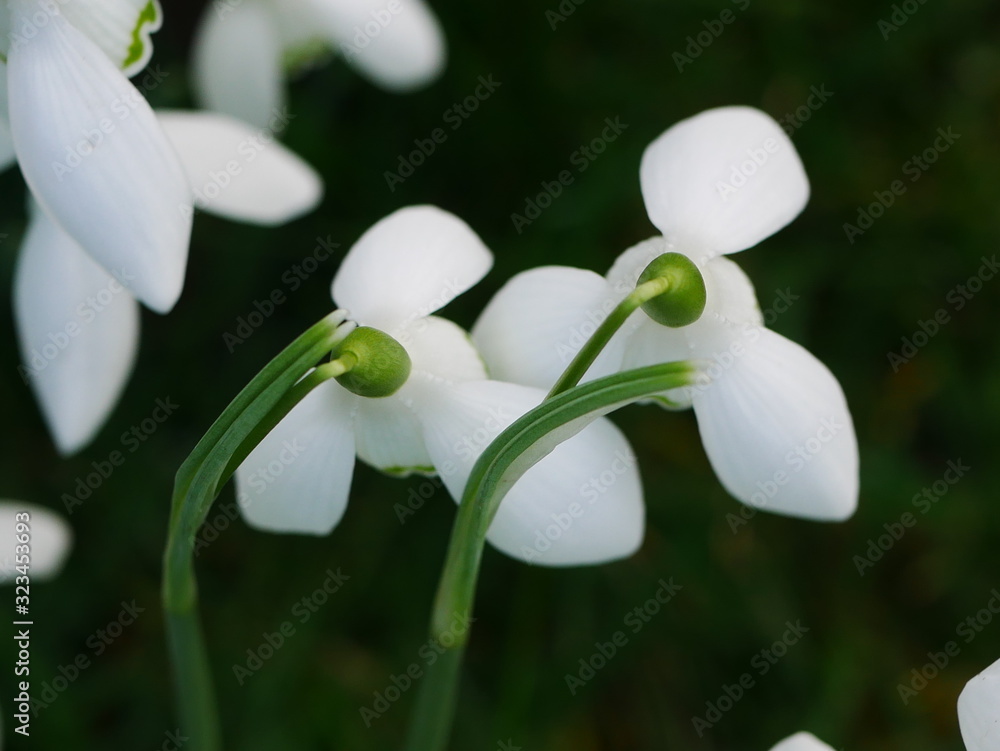 Fototapeta premium Close up from above of two white snowdrop flowers (galanthus) in winter