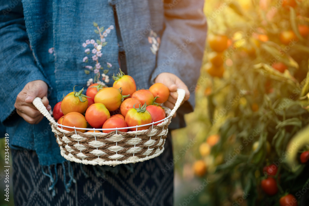 Woman holding basket of fresh tomato in organic farm
