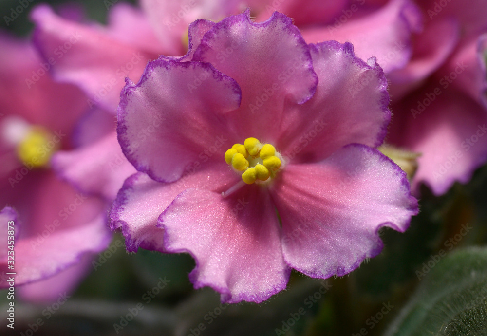 Fototapeta premium Close-up of pink violets blossom