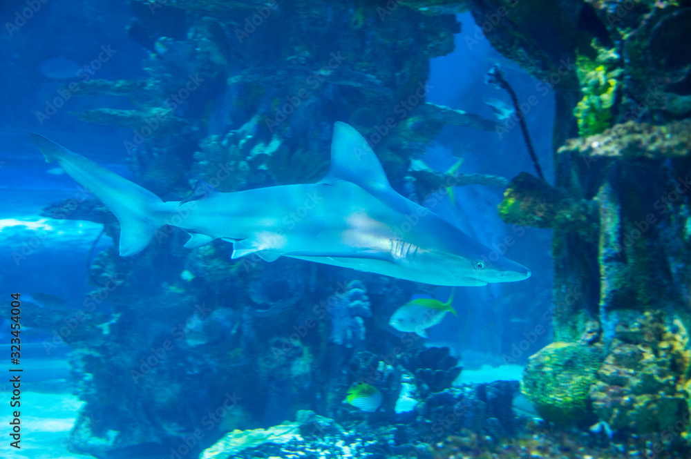 Fototapeta premium Big shark in deep blue water.