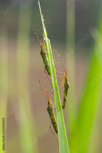 three insects perched on a grass