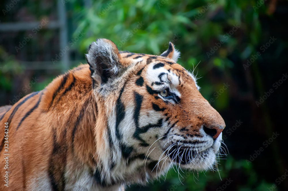Naklejka premium Tiger - Panthera tigris - close up portrait.