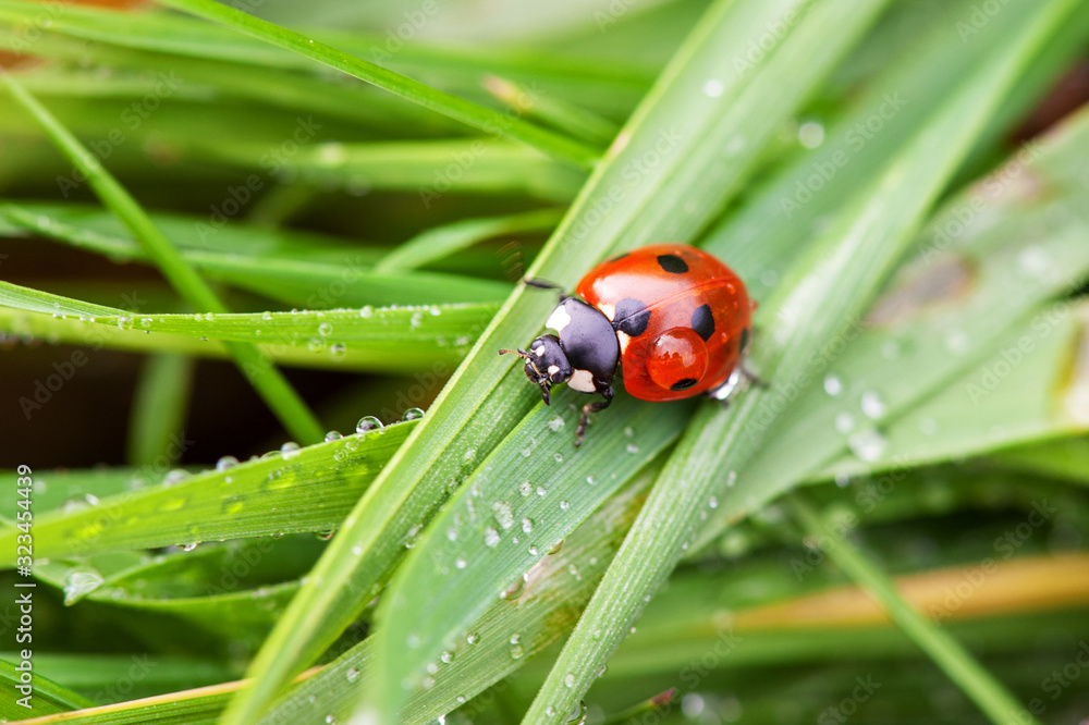ladybug crawling on a green blade of grass ladybug crawling on a green blade of grass