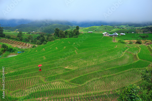 Young woman with red umbrella relaxing in green rice terraces on holiday at pa bong paing village, Mae-Jam Chiang mai, Thailand