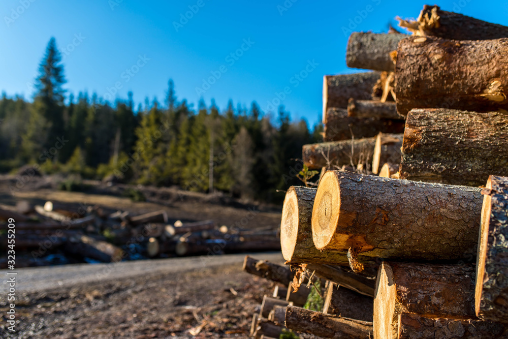 Illegal cutted huge pine wood logs near roadside close up shot in Romania, copy space. Illegal cutted huge pine wood logs near roadside close up shot in Romania, copy space.