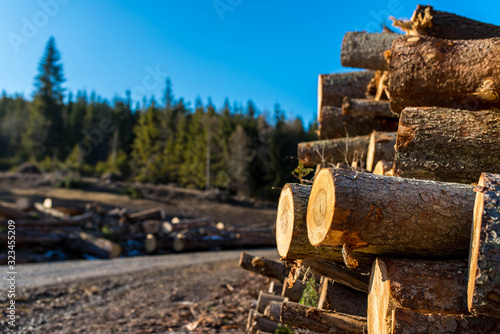 Illegal cutted huge pine wood logs near roadside close up shot in Romania, copy space.