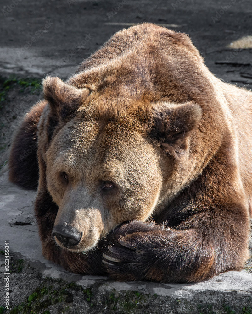 Eurasian brown bear (Ursus arctos) also known as the European brown bear. Eurasian brown bear (Ursus arctos) also known as the European brown bear.
