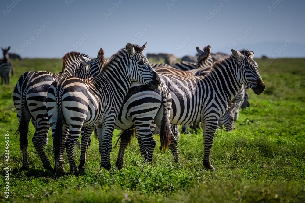 Fototapeta premium Group of zebras grazing on the grasslands of the Serengeti, Tanzania Africa