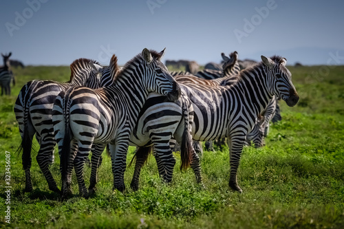 Group of zebras grazing on the grasslands of the Serengeti  Tanzania Africa