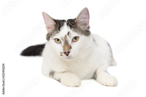Fototapeta Naklejka Na Ścianę i Meble -  Cat is white with spots