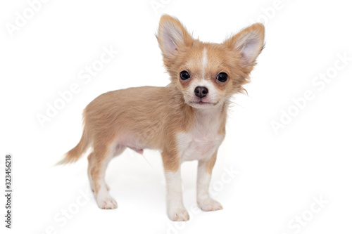 Small  cream-colored Chihuahua puppy