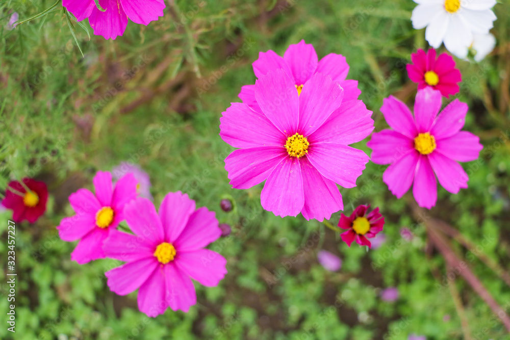 Cosmos flowers コスモスの丘 @ひたち海浜公園 Cosmos flowers コスモスの丘 @ひたち海浜公園