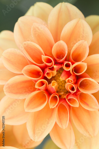 Wallpaper Mural closeup of orange flower Torontodigital.ca