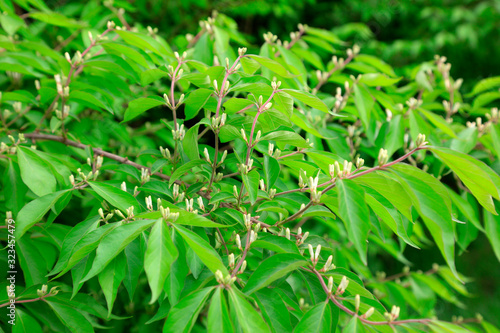 Honeysuckle flower in a garden