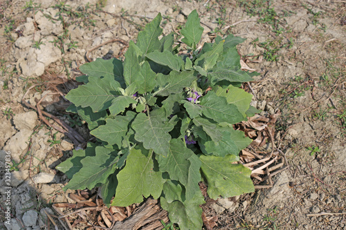 Eggplant trees leaf and Brinjal flowers