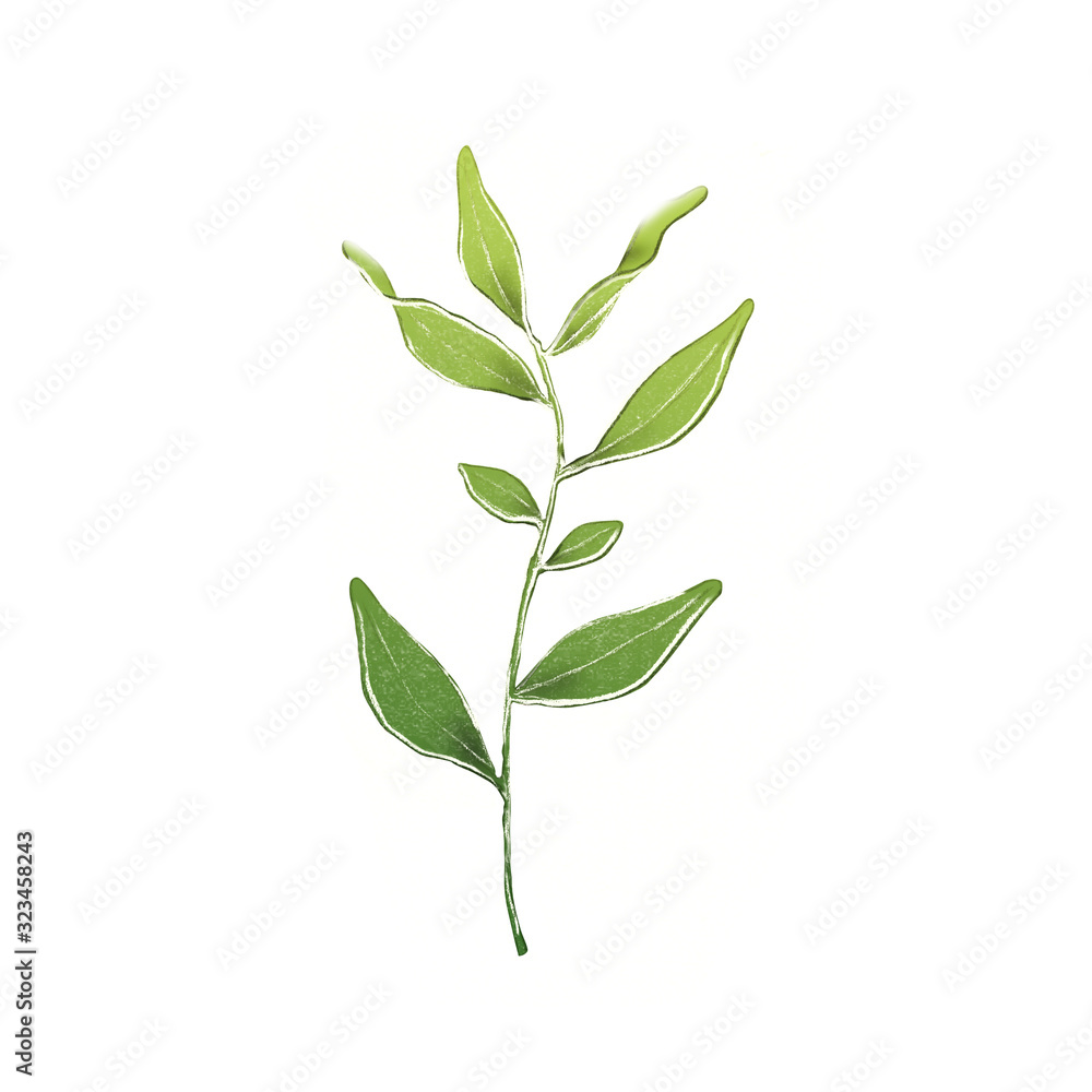 Green tea plant Green tea plant