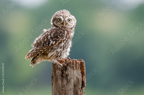 UK Wild Funny Perched Little Owl