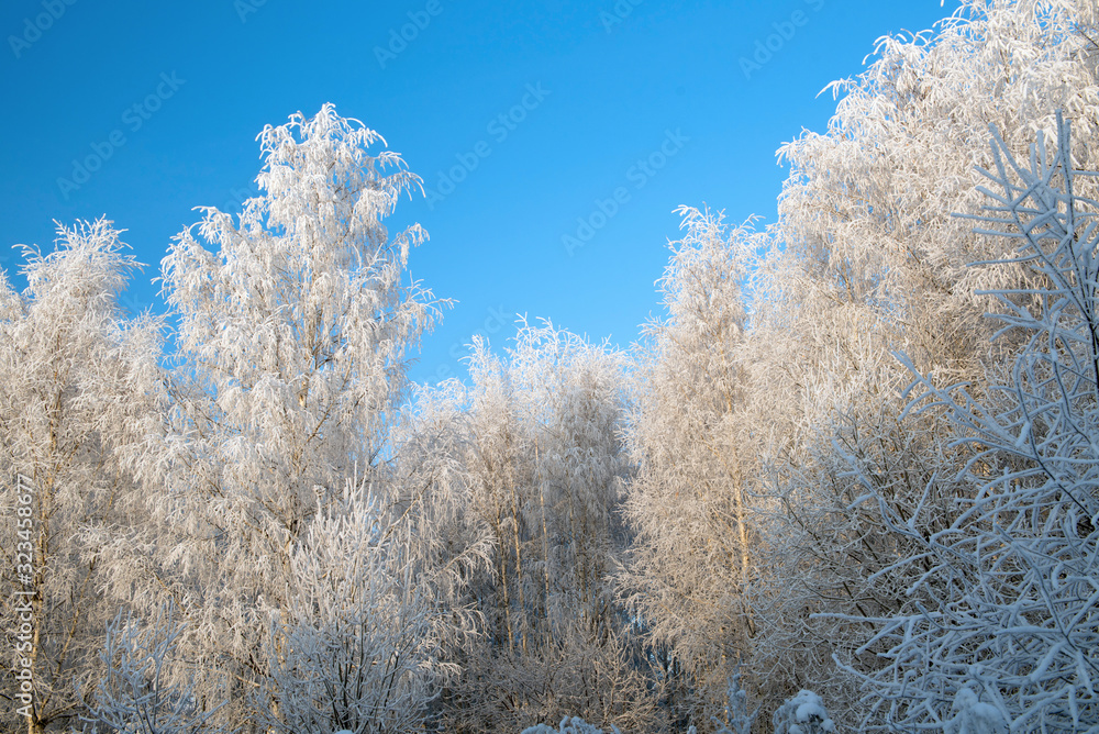 Winter landscape with snowy trees and blue sky Winter landscape with snowy trees and blue sky