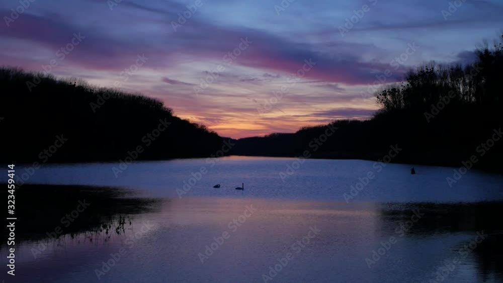 Two Swans Swimming in the Wetlands and Flying Water Birds in the Pink and Purple Sky Two Swans Swimming in the Wetlands and Flying Water Birds in the Pink and Purple Sky