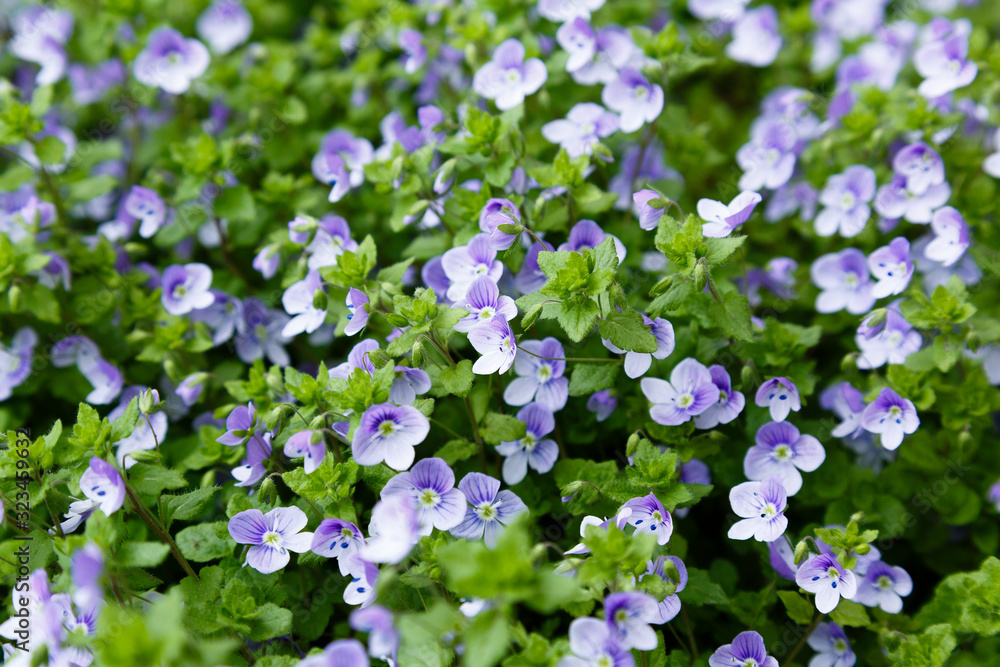 Flower background with blue flowers of Nemophila. Baby Blue Eyes is flower in spring garden Flower background with blue flowers of Nemophila. Baby Blue Eyes is flower in spring garden