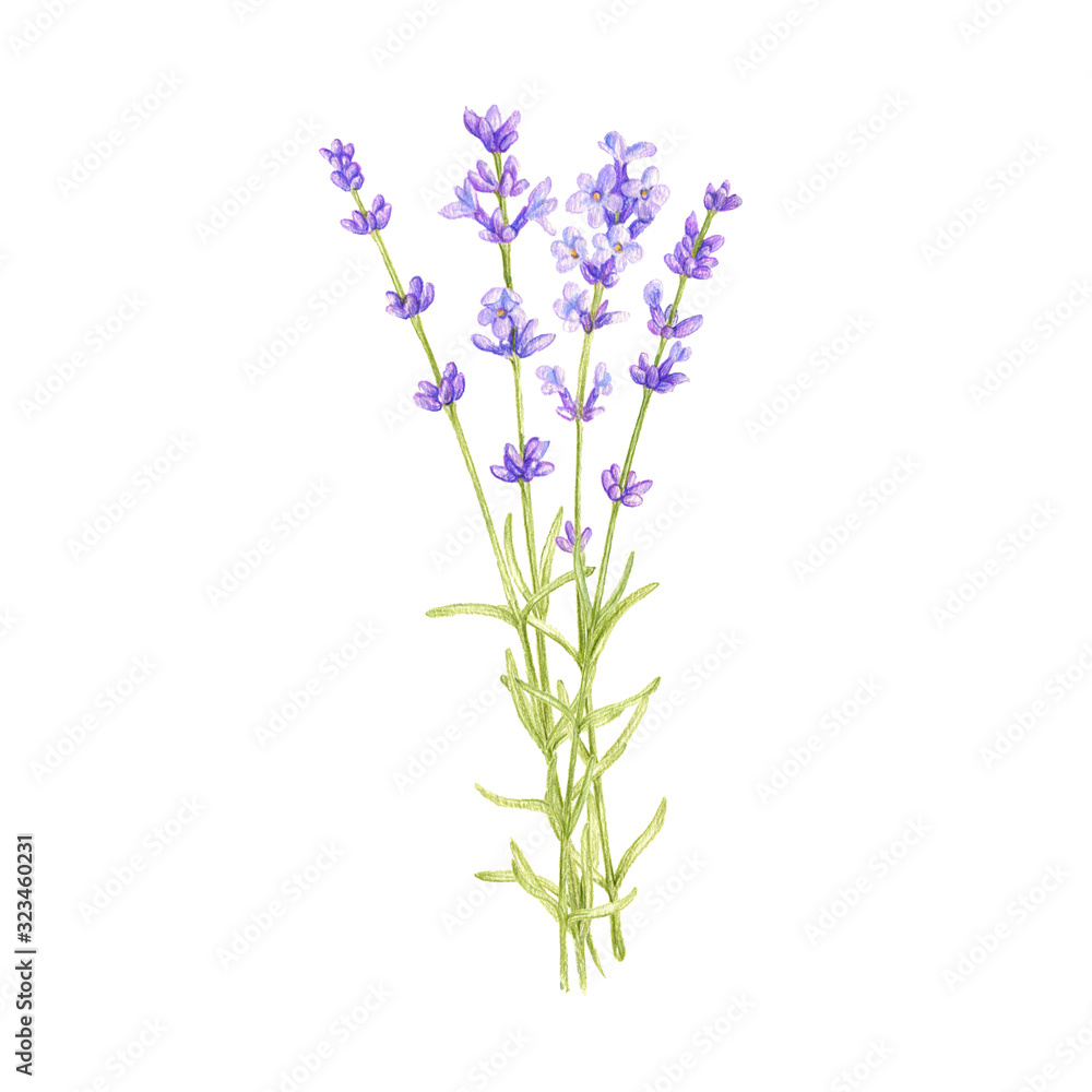 Naklejka premium bouquet with wild plants and flowers