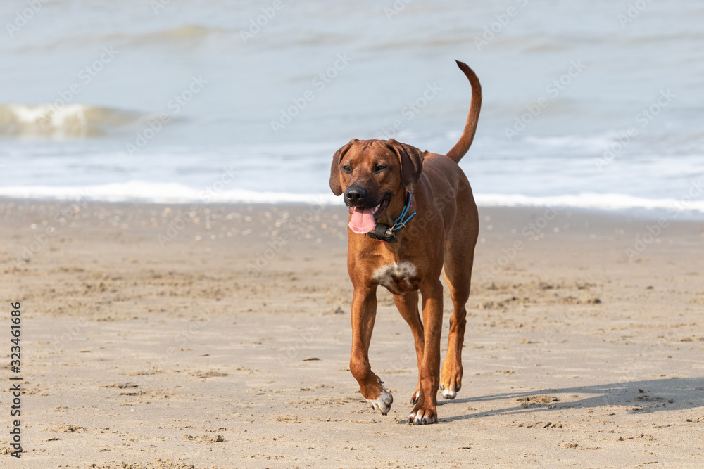 Young Rhodesian Ridgeback on the beach Young Rhodesian Ridgeback on the beach