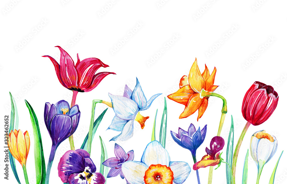 Obraz Composition with spring flowers on the bottom of the page. Hand drawn watercolor illustration of growing tulips, narcisusses, crocuses and pansies