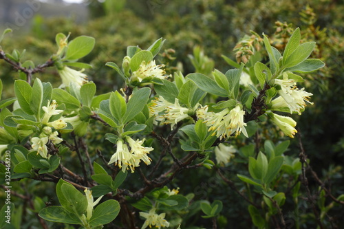 Blaue Heckenkirsche, Lonicera caerulea