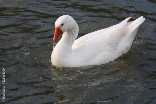 Canard de Pékin