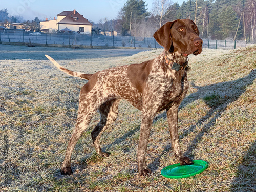 German Shorthaired Pointer with green frisbee