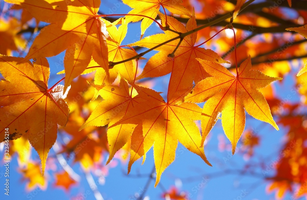 sunlight run through yellow mable leaves and red branch background with blue sky . closeup mable structure leaves in autumn colourful of yellow mable leaves and red branch sunlight run through yellow mable leaves and red branch background with blue sky . closeup mable structure leaves in autumn colourful of yellow mable leaves and red branch