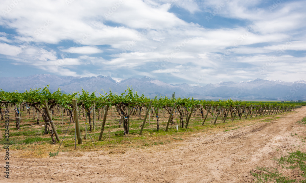 Beautiful rural landscape with vineyard and mountains in Uco Valley, Mendoza. Argentina