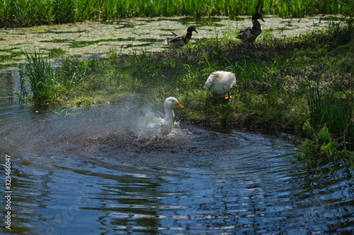 White goose is splashing in a pond.