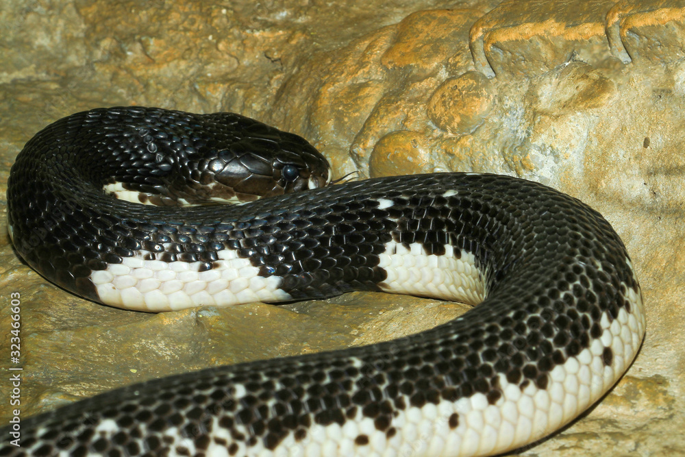 Obraz premium The Indochinese cobra snake in the garden at thailand