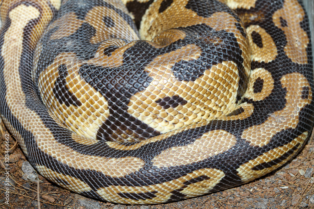 Close up ball python snake skin for texture and pattern Close up ball python snake skin for texture and pattern