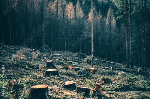 Kahlschlag, Nadelwald, Borkenkäfer photo