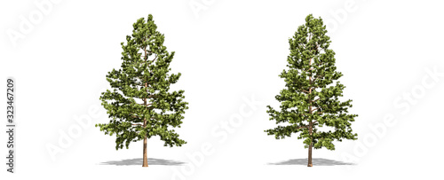 Beautiful Pinus strobus tree isolated and cutting on a white background with clipping path.