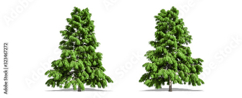 Beautiful Cedrus deodara tree isolated and cutting on a white background with clipping path. © sukanda