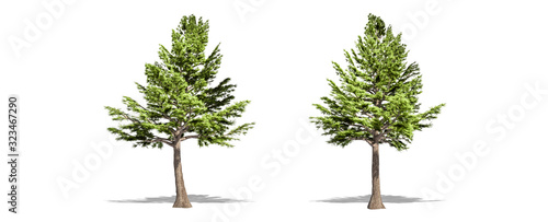 Beautiful Cedrus libani tree isolated and cutting on a white background with clipping path.
