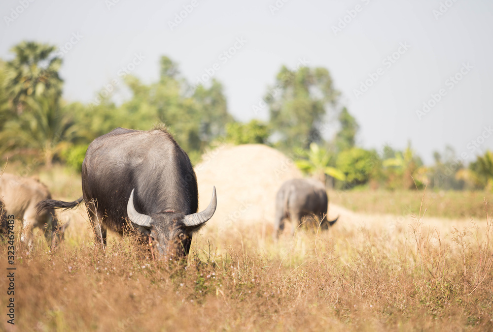 Obraz premium buffalo