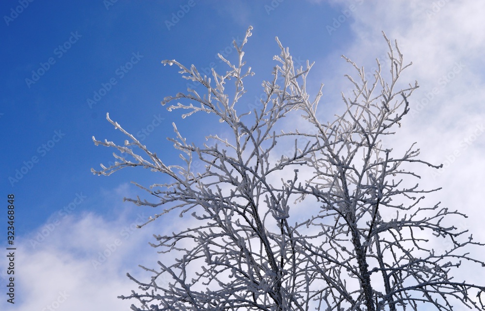 branches of wood covered with snow branches of wood covered with snow