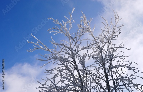 branches of wood covered with snow
