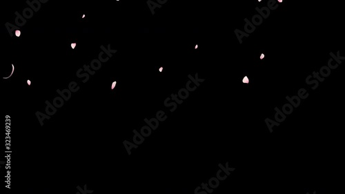Cherry blossom realistic petals falling  2 clip.Element footage.Fall start to end and loop Animation.Easy to use and change color. This work has alpha matte  photo
