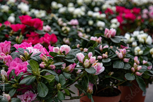 Pink flowers in the garden. Red, pink and white flowers on blurry green foliage background. Focus on foreground of houseplants with luxuriant petals and flower buds. Flowering plants. Colorful natural