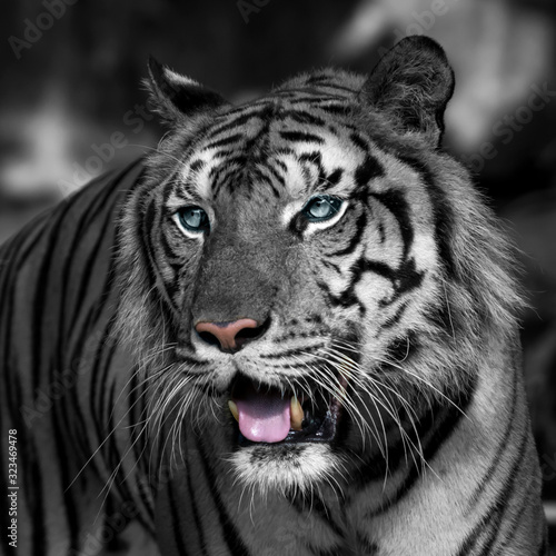 Close-Up tiger.