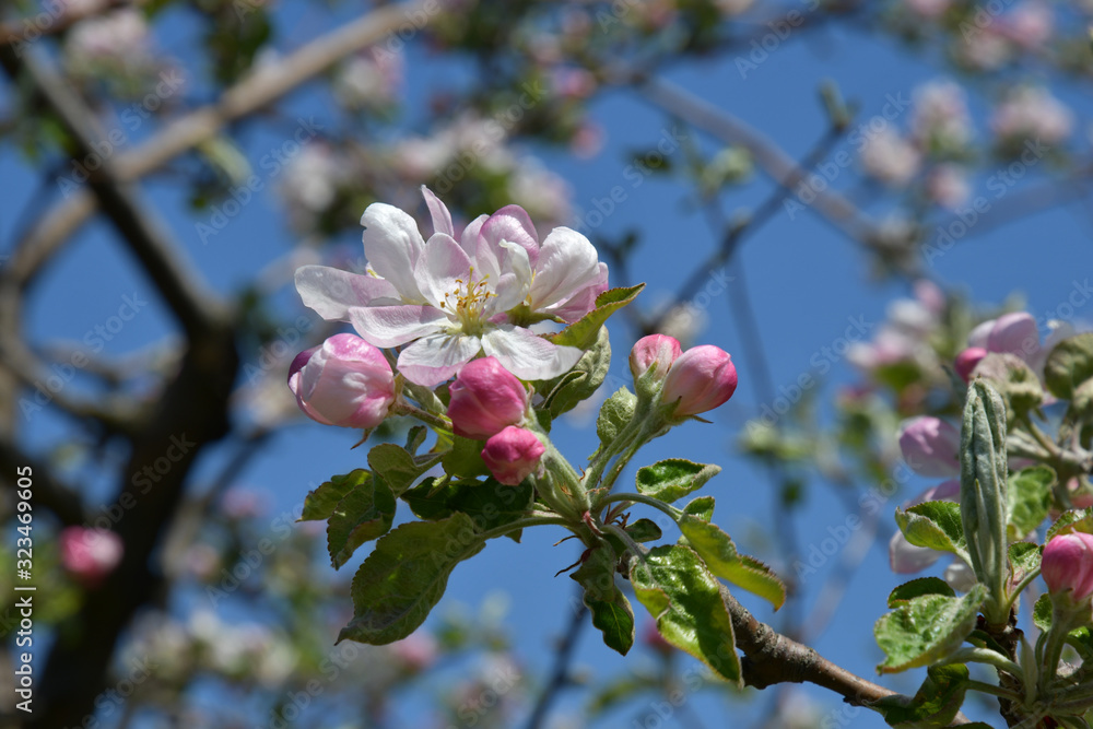 Obraz premium Cherry tree blossom. Delicate white petals of apple blossoms and rosy flower buds on blue sky blurred background. White pink apple flowers closeup. Fruit tree in bloom. Floral backdrop.